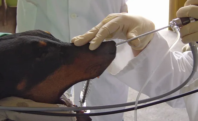 Endoscoop reparatie en revisie voor de veterinaire sector
